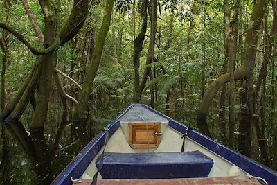 Rivière Amazonas - Forêt tropicale - Amazonie - Colombie
