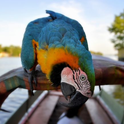 Observation animalière Colombie