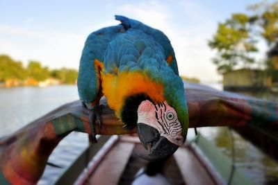 Perroquet Ara - Amazonie - Puerto Narino - Colombie