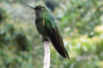 © Romain Cuvelier - Colibri à Salento - Colombie Colibri à Salento - Colombie