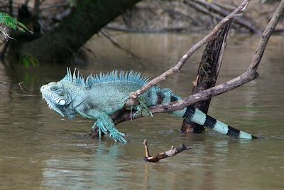 © Michael Vuillaume - Iguane - Colombie Iguane - Colombie