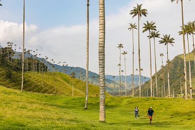 © CHAPUT Franck / Hemis.fr - Vallée de Cocora - Parc Naturel National Los Nevados - Colombie Vallée de Cocora - Parc Naturel National Los Nevados - Colombie