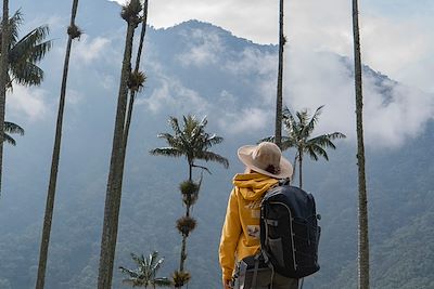 © Treinta Fotogramas / Adobe Stock - Vallée de Cocora - Colombie Vallée de Cocora - Colombie