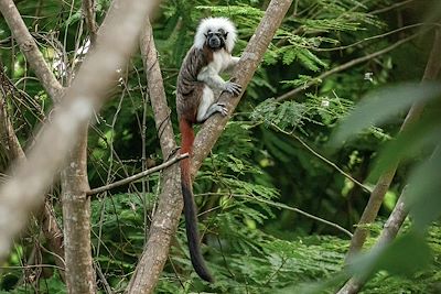 © Miguel / Adobe Stock - Singe Tamarin - Parc national de Tayrona - Colombie Singe Tamarin - Parc national de Tayrona - Colombie