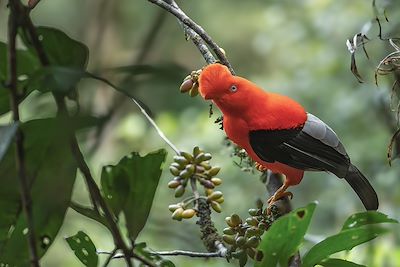 © vaclav / Adobe Stock - Coq de roche des Andes - Colombie Coq de roche des Andes - Colombie