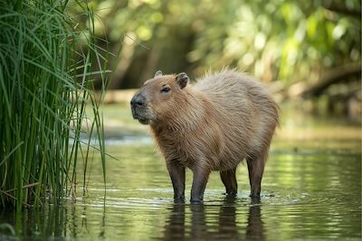 © Muntaha Studio / Adobe Stock - Capybara - Colombie Capybara - Colombie