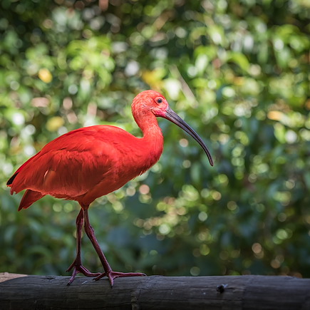 Observation animalière Colombie