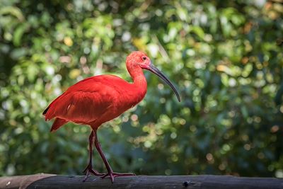 © javarman / Adobe Stock - Ibis - Colombie Ibis - Colombie