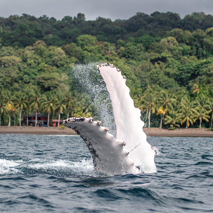 Observation animalière Colombie