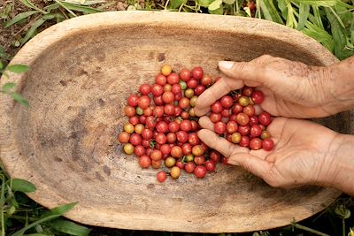 Paysan récoltant des tomates cerises sauvages dans la région de culture du café en Colombie