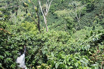 Plantation de café - Venecia - Colombie