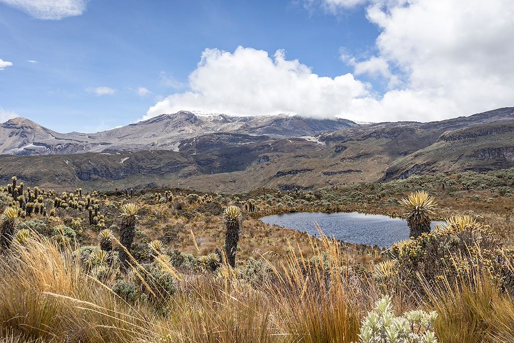 Image Visite Cali, Medellin Et Carthagène - Randonnée Vallée De Cocora - Villages Coloniaux