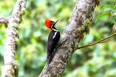 Casa Galavanta - Minca - Colombie