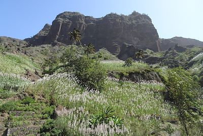 Cannes à sucre en fleurs dans la vallée de Paul - Cap Vert