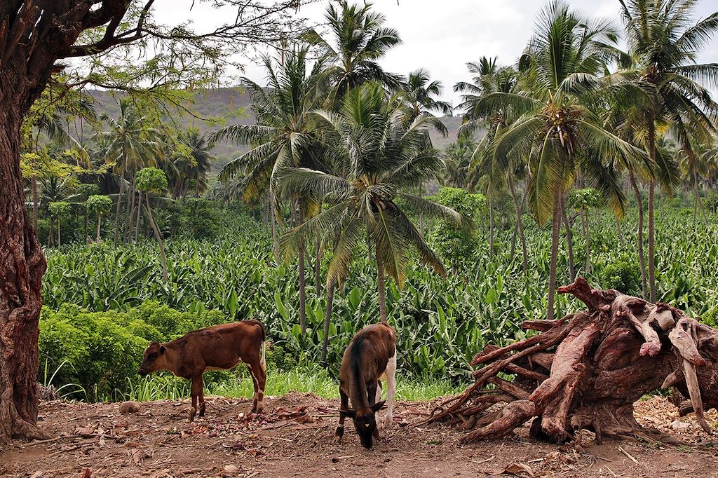 Image Découverte Des Îles Du Sud Du Cap-Vert Entre Volcan À Fogo Et Verdure A Santiago