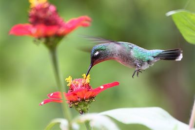 Colibri dans le Parc National Arenal - Costa Rica