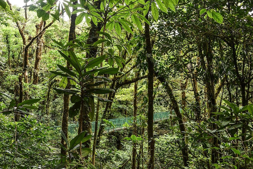 Réserve biologique de Monteverde - Province de Puntarenas - Costa Rica