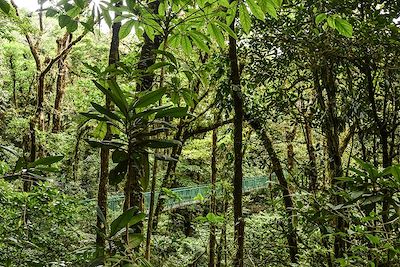 Réserve biologique de Monteverde - Province de Puntarenas - Costa Rica