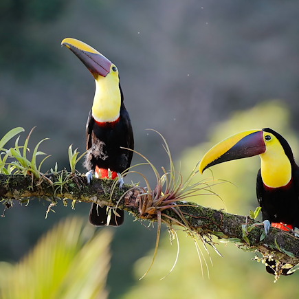 Observation animalière Costa Rica Côte Pacifique