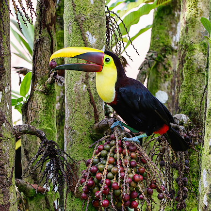 Autotour Costa Rica Corcovado