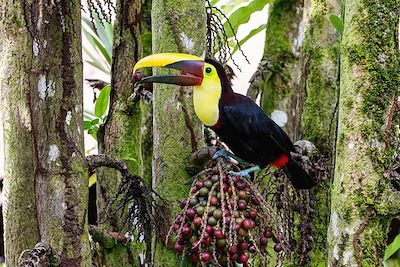 Toucan - Parc national de Tortuguero - Costa Rica