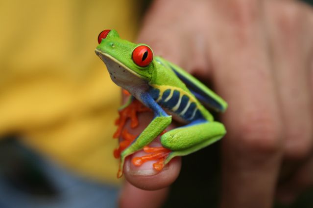 Grenouille aux yeux rouges - Costa Rica