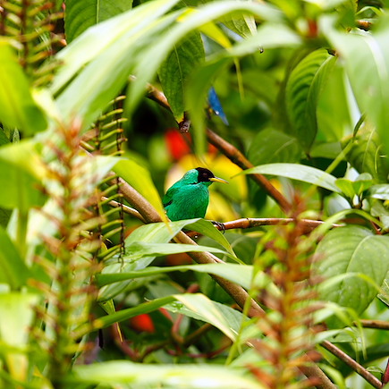 Multi-activités Costa Rica Corcovado