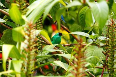 Oiseau tropical - Costa Rica
