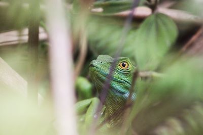 Lézard Jésus Christ - Costa Rica