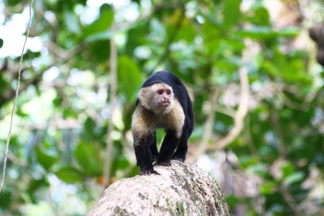 Singe dans le Parc National de Cahuita - Costa Rica