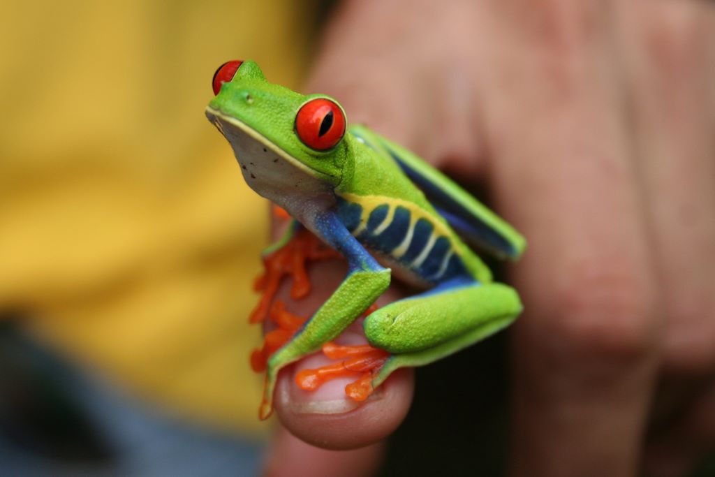 Grenouille aux yeux rouges - Costa Rica