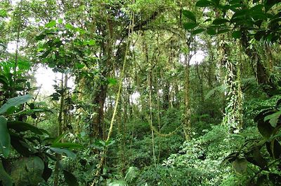 La réserve de Monteverde - Costa Rica