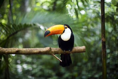 Toucan - Costa Rica 