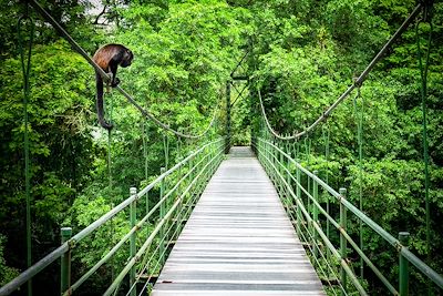 Forêt tropicale de Sarapiqui - Costa Rica