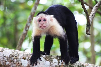 © Valérie Gall - Singe dans le Parc National de Cahuita - Costa Rica Singe dans le Parc National de Cahuita - Costa Rica