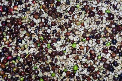© Angel Martinez - Grains de café - Costa Rica Grains de café - Costa Rica