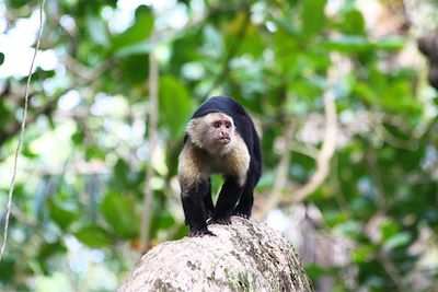 © Valérie Gall - Singe dans le Parc National de Cahuita - Costa Rica Singe dans le Parc National de Cahuita - Costa Rica
