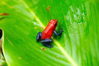 © Thomas Callens - Grenouille - Costa Rica Grenouille - Costa Rica