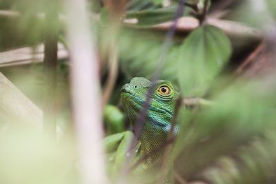 Lézard Jésus Christ - Costa Rica