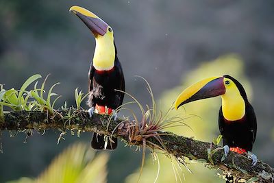 Couple de toucans de Swainson - Costa Rica