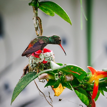 Observation animalière Costa Rica Côte Caraïbe