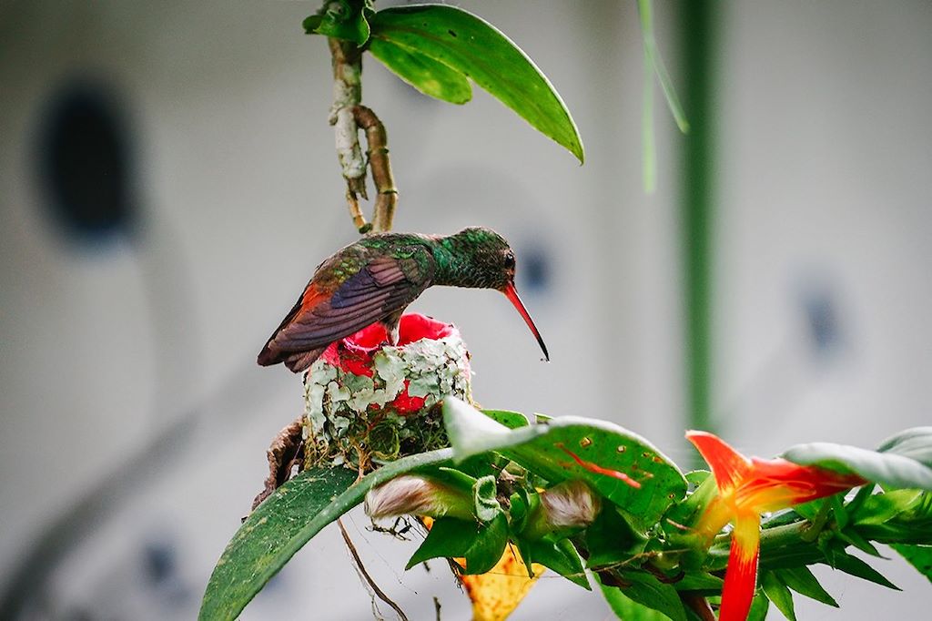 Safari exotique au Costa Rica