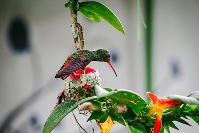 Voyage Safari exotique au Costa Rica 2