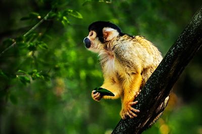 Singe écureuil - Costa Rica 