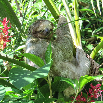 Observation animalière Costa Rica Côte Caraïbe