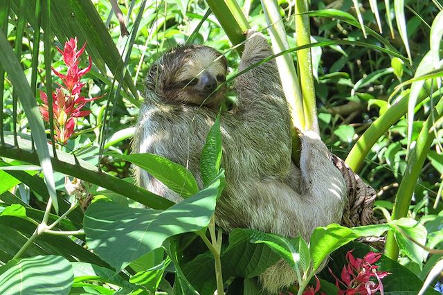 Voyage Safari exotique au Costa Rica