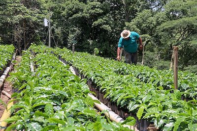 Plantation de café - Costa Rica