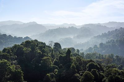 Forêt tropicale - Corcovado - Costa Rica