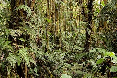 Jungle au Costa Rica