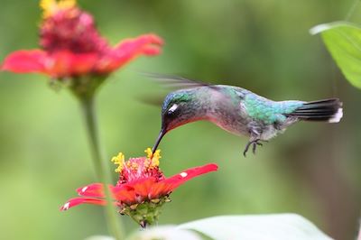 Colibri dans le Parc National Arenal - Costa Rica